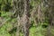 Beard moss hanging in spruce tree