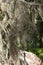 Beard moss hanging in spruce twig