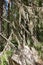 Beard moss hanging in spruce twig