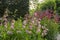 Beard-tongue, Penstemon `MacPenny`s Pink` with Penstemon `Schoenholzeri` in English cottage garden.