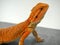 Bearded Agama Australian lizard close up