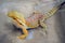 Bearded Agama Australian lizard close up