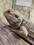 bearded agama, an exotic lizard in a terrarium