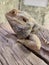 bearded agama, an exotic lizard in a terrarium