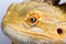 Bearded agama lizard