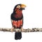 Bearded Barbet on a branch
