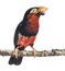 Bearded Barbet on a branch - Lybius dubius