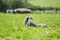 Bearded border collie dog guarding sheep