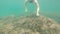 Bearded caucasian male freediver without underwater equipment dives under the water and looks at the camera squinting
