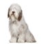 Bearded Collie, 1 year old, sitting