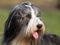 Bearded Collie