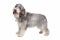 Bearded collie