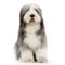 Bearded Collie