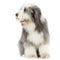 Bearded Collie