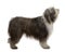 Bearded Collie, 3 Years Old