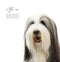 Bearded Collie, 4 years old,