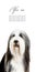 Bearded Collie, 4 years old,