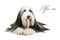 Bearded Collie, 4 years old,