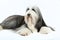 Bearded Collie, 4 years old,