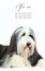 Bearded Collie, 4 years old,