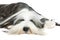 Bearded Collie, 4 years old, of white