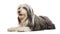 Bearded Collie, 5 years old, lying