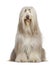 Bearded Collie, 6 years old