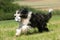 Bearded Collie