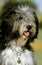 BEARDED COLLIE, ADULT WEARING COLLAR