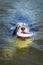 Bearded collie is catching toy in the water.