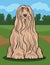 Bearded collie dog cartoon illustration