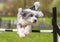 Bearded Collie Dog doing Agility