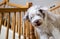 Bearded Collie dog on stairs