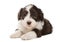 Bearded Collie puppy, 6 weeks old, lying