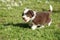 Bearded Collie running in the garden