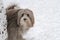 Bearded Collie in snow