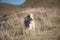 Bearded collie standing in brown meadow on mountains