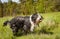 Bearded Collie Sticking Its Tounge Out