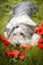 Bearded collie, who is hidding in poppy seed.
