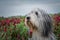 Bearded collie, who is sitting in shamrock