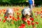 Bearded collies run through a poppy field