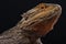 Bearded dragon