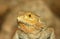 Bearded Dragon