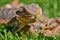 Bearded dragon (Bartagame) eating a dandelion flower