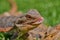 Bearded dragon (Bartagame) eating a dandelion flower