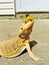 Bearded dragon basking in sun