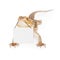 Bearded Dragon Carrying Blank Sign