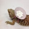 Bearded Dragon Carrying Marshmallows - Back