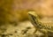 Bearded dragon close up, shallow dof.Several species of this gen