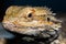 Bearded Dragon Closeup